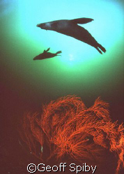 seals posing above a gorgonian fan, False Bay, Cape Town by Geoff Spiby 